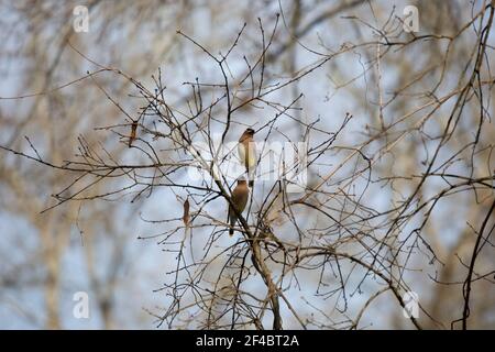 Paar Wachsflügelvögel aus Zedernholz (Bombycilla cedrorum) Thront auf dünnen Zweigen eines Baumes Stockfoto