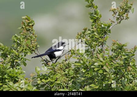 Elster Pica pica Essex, Großbritannien BI020841 Stockfoto