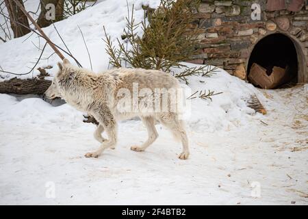 Porträt eines weißen arktischen Wolfes im Winterwald. Ein alter Wolf mit einem traurigen Blick Stockfoto