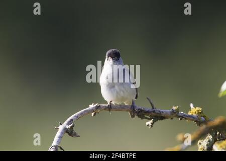Blackcap WarblerSylvia atricapilla Two Tree Island Nature Reserve Essex, UK BI020868 Stockfoto