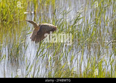 Rohrdommel - ausziehen aus Röhricht Botaurus Stellaris Minsmere RSPB Reserve Suffolk, UK BI021058 Stockfoto