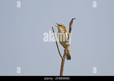 Sedge Warbler - singAcrocephalus schoenobaenus Minsmere RSPB Reserve Suffolk, UK BI021068 Stockfoto