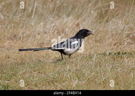 Elster - Boden auf Nahrungssuche Pica Pica Minsmere RSPB Reserve Suffolk, UK BI021071 Stockfoto