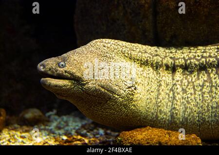 Muräne Stockfoto