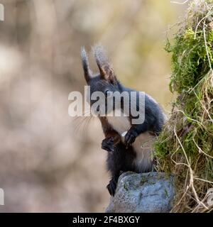 eichhörnchen, Tier, Natur, nager, rot, Säugetier, frack, wild, wild lebende Tiere Stockfoto