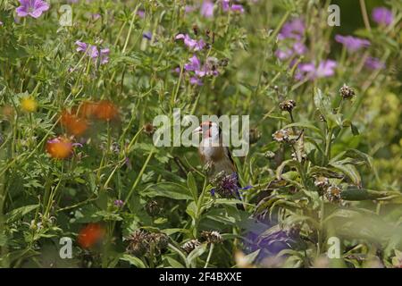 Stieglitz - Fütterung auf Blumensamen im Garten Zuchtjahr Zuchtjahr Essex, UK BI021173 Stockfoto