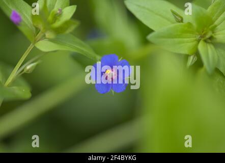 Flora von Gran Canaria - Anagallis arvensis, Hirten Uhr, blau Form natürlichen Makro floralen Hintergrund Stockfoto