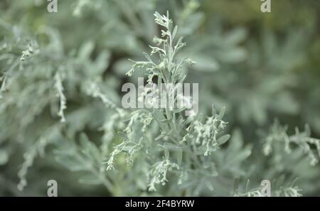 Flora von Gran Canaria - Artemisia thuscula, aufgrund seiner hocharomatischen Wurzeln, der natürlichen makrofloralen Hintergrundfarbe, lokal als Weihrauch bezeichnet Stockfoto