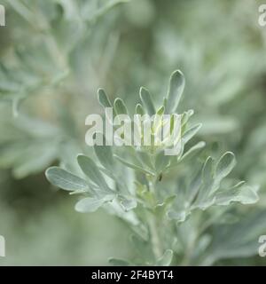 Flora von Gran Canaria - Artemisia thuscula, aufgrund seiner hocharomatischen Wurzeln, der natürlichen makrofloralen Hintergrundfarbe, lokal als Weihrauch bezeichnet Stockfoto