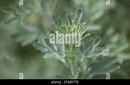 Flora von Gran Canaria - Artemisia thuscula, aufgrund seiner hocharomatischen Wurzeln, der natürlichen makrofloralen Hintergrundfarbe, lokal als Weihrauch bezeichnet Stockfoto