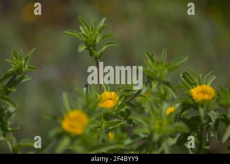 Flora von Gran Canaria - Pallenis spinosa, Stachelstarkkraut oder Dornsternblume natürlichen Makro-floralen Hintergrund Stockfoto