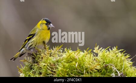 Erlenzeisig, gelb, ast, Natur, wild lebende Tiere, baum, wild, Tier, Singvogel Stockfoto