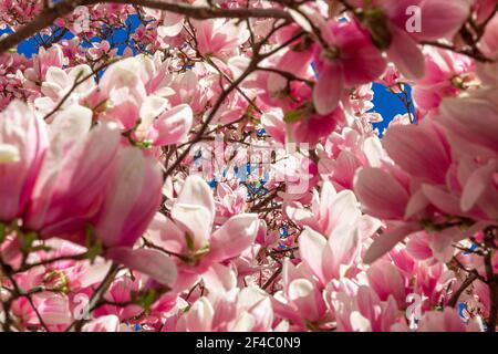 Atemberaubende natürliche rosa Frühling Magnolie Blumenmuster (Fokus auf die Bildmitte) Stockfoto