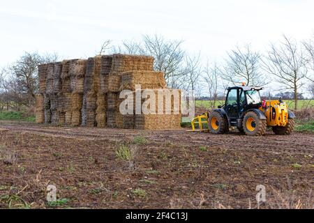 Woodbridge, Suffolk, UK Januar 17 2021: Gestapelte Square Yellow Hay Ballen auf einem landwirtschaftlichen Feld bereit, um die Ernte vor dem kalten Winterfrost zu schützen gelegt werden. Stockfoto