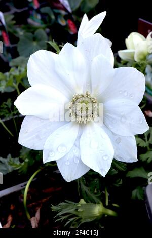 Anemone coronaria ‘Harmony White’ Weiße Mohn-Anemone ‘The Bride’ – weiße halbdoppelte Blume mit grüner Mitte, März, England, Großbritannien Stockfoto