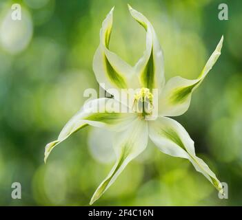 Nahaufnahme eines weißen und grünen Orients Lily mit Bokeh Hintergrund Stockfoto