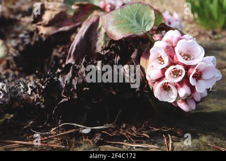 Bergenia crassifolia root oder Rhizom Elephant’s ears crassifolia – weiße Blüten, die aus zerklüfteten dicken braunen Wurzeln, März, England, Großbritannien, hervorgehen Stockfoto