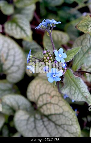 Brunnera macrophylla ‘Jack Frost’ Great Forget-Me-Not Jack Frost – Sprays aus leuchtend blauen Blüten und herzförmigen Blättern aus grünem Gold, März, England, Großbritannien Stockfoto