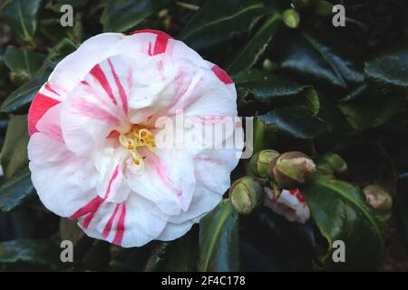 Camellia japonica ‘Tricolor’ Tricolor Kamelie – weiße Blüten mit starken unregelmäßigen rosa und roten Streifen, März, England, Großbritannien Stockfoto