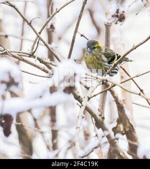 Weibliche eurasian siskin Vogel saß auf dem Ast eines verschneiten Baum Stockfoto