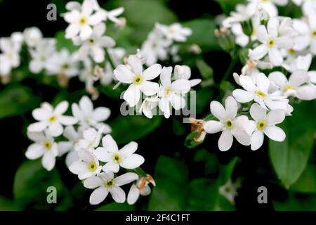 Myosotis alpestris White White Forget-me-not – sternförmige weiße Blüten mit gelbem Zentrum, März, England, Großbritannien Stockfoto