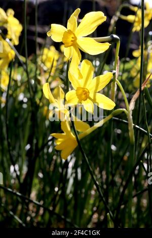 Narcissus jonquilla ‘Baby Boomer’ Division 7 jonquilla Daffodils Rush Daffodil Baby Boomer – kleine duftende gelbe Narzisse mit rauschähnlichen Blättern, Mar Stockfoto