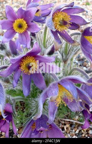 Pulsatilla vulgaris pasqueflower - lila violette Blüten und seidig sezed Laub, März, England, Großbritannien Stockfoto