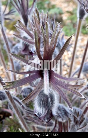 Pulsatilla pratensis subsp. Bohemica kleine Passaflor - tiefviolette schwarze Blüten und seidig sezed Laub, März, England, Großbritannien Stockfoto