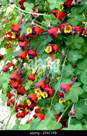 Tropaeolum tricolor chilenische Kapuzinerkresse – Masse kleiner trichterförmiger gelber Blüten mit scharlachroten und schwarzen Kelchblättern, März, England, Großbritannien Stockfoto