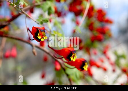 Tropaeolum tricolor chilenische Kapuzinerkresse – Masse kleiner trichterförmiger gelber Blüten mit scharlachroten und schwarzen Kelchblättern, März, England, Großbritannien Stockfoto