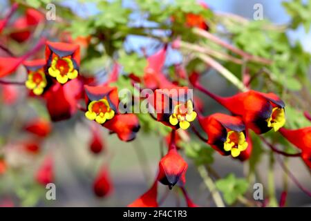 Tropaeolum tricolor chilenische Kapuzinerkresse – Masse kleiner trichterförmiger gelber Blüten mit scharlachroten und schwarzen Kelchblättern, März, England, Großbritannien Stockfoto