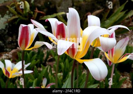 Tulipa ‘Ice Stick’ Kaufmanniana 12 Ice Stick Tulpe – offene weiße Tulpen mit violetten und grauen Flammen, gelbe Basis, März, England, Großbritannien Stockfoto