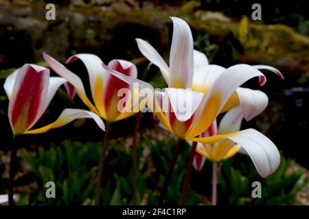 Tulipa ‘Ice Stick’ Kaufmanniana 12 Ice Stick Tulpe – offene weiße Tulpen mit violetten und grauen Flammen, gelbe Basis, März, England, Großbritannien Stockfoto