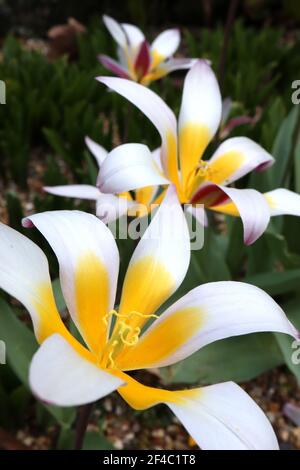 Tulipa ‘Ice Stick’ Kaufmanniana 12 Ice Stick Tulpe – offene weiße Tulpen mit violetten und grauen Flammen, gelbe Basis, März, England, Großbritannien Stockfoto