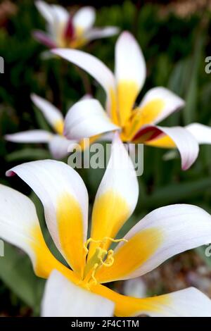 Tulipa ‘Ice Stick’ Kaufmanniana 12 Ice Stick Tulpe – offene weiße Tulpen mit violetten und grauen Flammen, gelbe Basis, März, England, Großbritannien Stockfoto