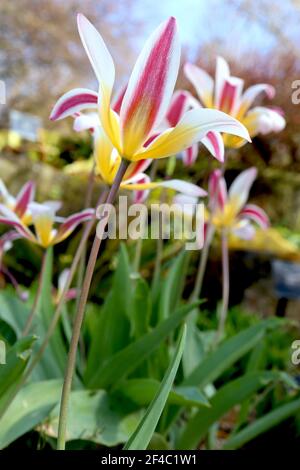 Tulipa ‘Ice Stick’ Kaufmanniana 12 Ice Stick Tulpe – offene weiße Tulpen mit violetten und grauen Flammen, gelbe Basis, März, England, Großbritannien Stockfoto