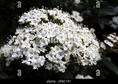 Viburnum x burkwoodii ‘Anne Russell’ Arrowwood Anne Russell – stark duftende kleine weiße Blütenstände, Januar, England, Großbritannien Stockfoto