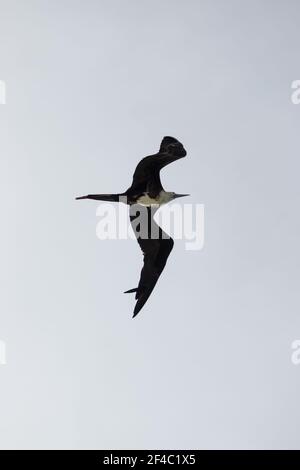 Prachtvoller Fregattvogel, der über dem Meer schweben - unreifes Weibchen Stockfoto