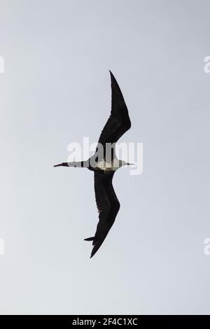 Unreife weibliche prächtige Fregattvögel, die über dem Meer schweben - isoliert Am klaren grauen Himmel Stockfoto