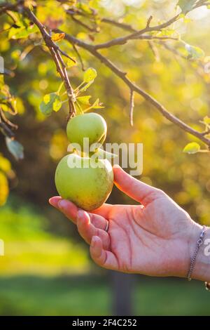 Hand pflücken grünen Apfel aus dem Baum. Landwirt Ernte Bio-Äpfel in Obstgarten Stockfoto