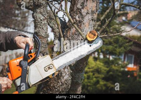 Mann schneidet Ast Baum mit Kettensäge. Arbeiten im Garten im Frühling. Einen Obstbaum schneiden. Stockfoto