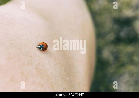 Kleine Marienkäfer auf der Haut eines Mädchens Knie In der Natur Stockfoto