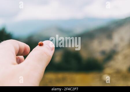 Kleiner Marienkäfer, der auf der Daumenhaut eines Mädchens thront Hand in der Natur Stockfoto
