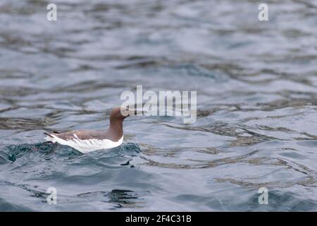 Guillemot schwimmt an der Northumberland Küste rund um die Farne Inseln, England, Großbritannien Stockfoto