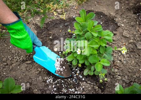 Landwirt, der jungen Erdbeerpflanzen Granulatdünger gibt. Kultivierter Bio-Garten. Stockfoto