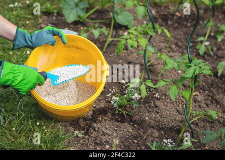 Landwirt, der jungen Tomatenpflanzen Granulatdünger gibt. Pflanzen in Bio-Gemüsegarten. Stockfoto