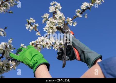 Gärtner beschneiden Zweig der blühenden Obstbaum mit Heckenschere. Nahaufnahme der Schere beim Schneiden von Zweig des Pflaumenbaums. Stockfoto