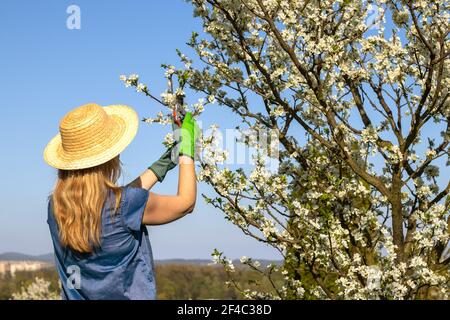 Landwirt beschneiden Zweig der blühenden Obstbaum mit Beschneidung Scheren. Gartenarbeit im Frühling Stockfoto