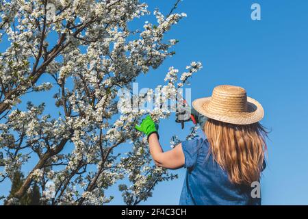 Landwirt beschneiden Zweig der blühenden Obstbaum mit Beschneidung Scheren. Gartenarbeit im Obstgarten im Frühling Stockfoto