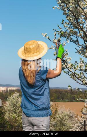 Landwirt Schneiden Zweig der blühenden Obstbaum mit Beschneidung Scheren. Gartenarbeit im Obstgarten im Frühling. Stockfoto